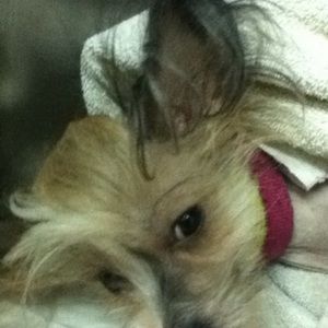 Meet your Posher, Savy